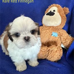 Shih Tzu Puppies from Seaside Shih Tzu