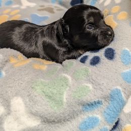Ebony - Black female Coton de Tulear puppy in Mead, Oklahoma from Bar W Cotons