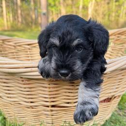 Zeus - Black and silver male Miniature Schnauzer puppy in Akeley, Minnesota from Great Northern Schnauzers