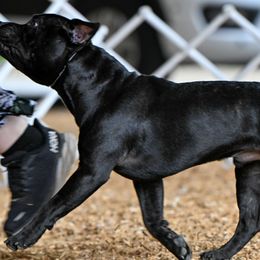 Staffordshire Bull Terriers from BREWLIN CREW