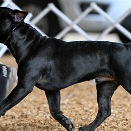 Staffordshire Bull Terriers from BREWLIN CREW