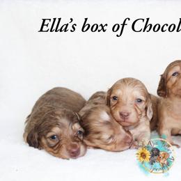 Dachshund Puppies from T-Dox Tessa's Dachshunds