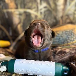 Blue (collar color) Chocolate male - Chocolate male Labrador Retriever puppy in Moore, Oklahoma from Okiehuntinboyz Labrador Retrievers