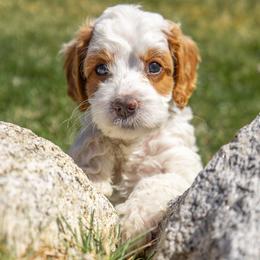 Bernedoodle, Cavapoo, Goldendoodle, and Poodle Puppies from Wasatch Pup