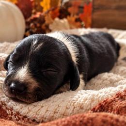 Milo - Piebald male Dachshund puppy in Mesa, Arizona from Dach Army LLC