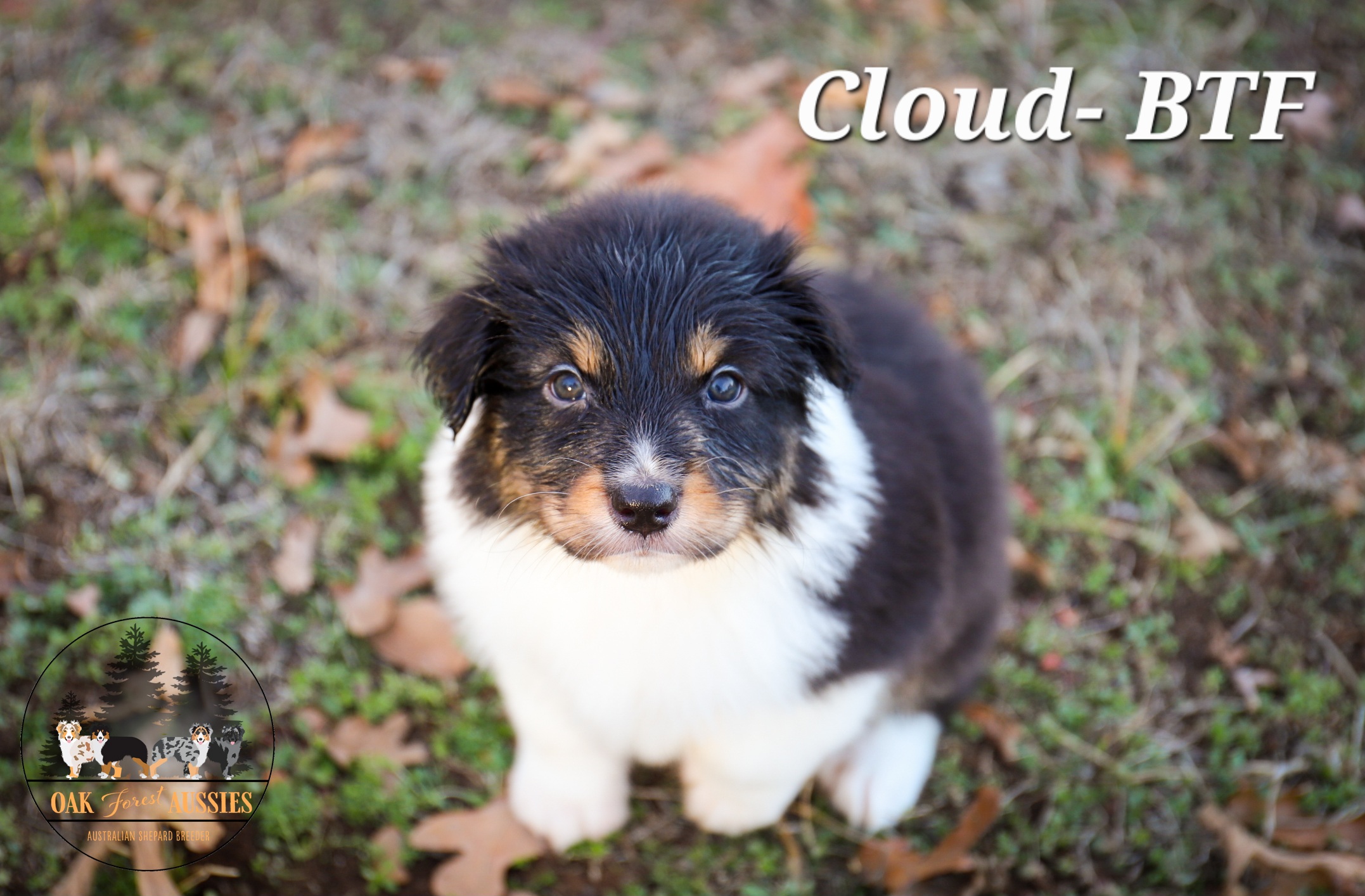 Cloud - Black Australian Shepherd puppy in Stillwater, Oklahoma from Oak Forest Aussies