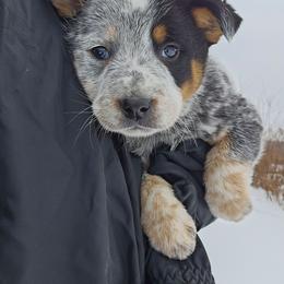 Sugs baby - Blue speckled male Australian Cattle Dog puppy in Dalton, Pennsylvania from Whiteduck Mountain Kennel AKC Australian Cattle Dogs and AKC Fox Red Labrador Retrievers