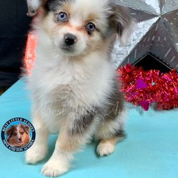 Miniature Australian Shepherd and Toy Australian Shepherd Puppies from Best Little Aussies