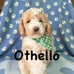 Othello - Parti male Springerdoodle puppy in Murrells Inlet, South Carolina from SpringerDoodles at the Beach