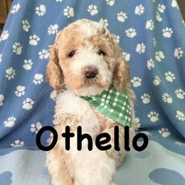 Othello - Parti male Springerdoodle puppy in Murrells Inlet, South Carolina from SpringerDoodles at the Beach