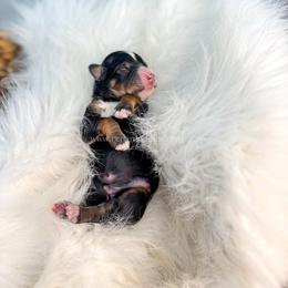 Tri Male - Tri-color male Bernedoodle puppy in Cedar City, Utah from Cedar Doodles- Home of the Teddybear Goldendoodle