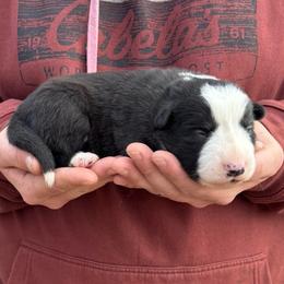 Adios - Black and white male Border Collie puppy in Chattanooga, Tennessee from Ross Vegas Kennels