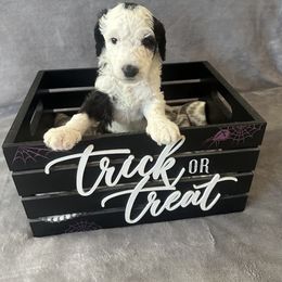 Sheepadoodle Puppies from Chicago Sheepadoodles