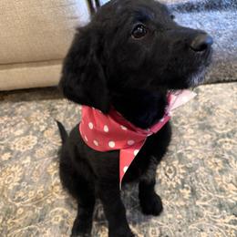 Scarlett-Black Beauty - Black female Labradoodle puppy in Churchill County Fallon, Nevada from Card Family Ranch