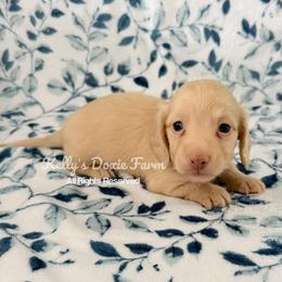 Cream Dapple Male Longhair Black Collar - Cream male Dachshund puppy in Cleveland, Tennessee from Kelly's Doxie Farm