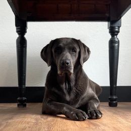 Koale - Labrador Retriever