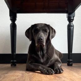 Koale - Labrador Retriever