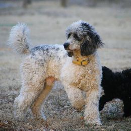 Australian Shepherds, Black and Tan Coonhounds, English Springer Spaniels, and Poodles from Aspenleiter’s Ranch Hands