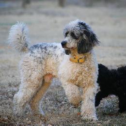 Australian Shepherds, Black and Tan Coonhounds, English Springer Spaniels, and Poodles from Aspenleiter’s Ranch Hands