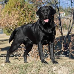 Juneau - Labrador Retriever