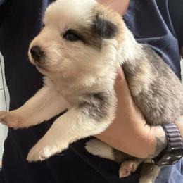 Panda Female 1 - Panda female German Shepherd puppy in Tafton, Pennsylvania from Pocono GSD
