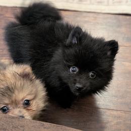 Andrew - Black male Pomeranian puppy in Danielsville, Georgia from PassionatePomPoms