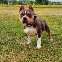 American Bully All Grown Up from Blue Fury