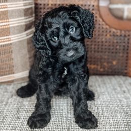 Willie Nelson - Black male Australian Labradoodle puppy in Decatur, Alabama from Southern Meadows Doodles