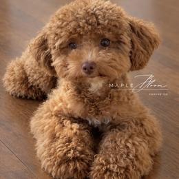 Poppy - Poodle
