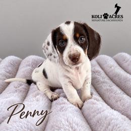 Penny - Piebald female Dachshund puppy in Kemp, Texas from Koli Acres
