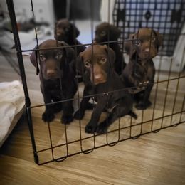 German Shorthaired Pointer Puppies from Aisling