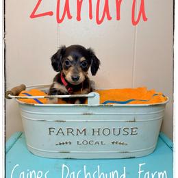 Zahara - Blue and cream female Dachshund puppy in Cincinnati, Ohio from Caines Dachshund Farm