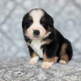 Voodoo - Black tri female Miniature American Shepherd puppy in Noble, Oklahoma from Roserock Aussies