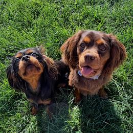 Cavalier King Charles Spaniel puppies from Cavalier Companions CO.