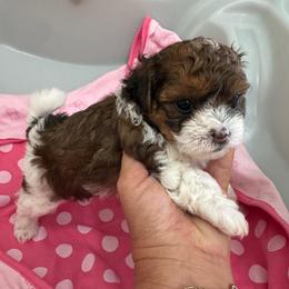 Trixie - Liver and white female Shihpoo puppy in Cedar Springs, Michigan from Pridespoodles