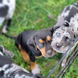 Catahoula Leopard Dog Puppies from Peach Tree Catahoulas