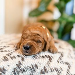 Roux - Red  female Goldendoodle puppy in Jackson, Tennessee from Doodlebug Farms
