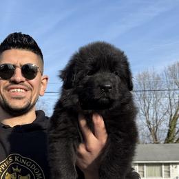 German Shepherds from Puppies Kingdom Team