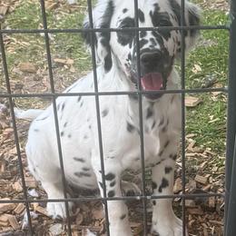 Wolfie - White and black male Dalmatian puppy in Williamsburg, Ohio from Dewey’s Dals