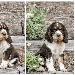English Springer Spaniel Puppies from Hidden Valley Springers