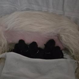 Female2 (LBIIIW) - Black female Scottish Terrier puppy in Conroe, Texas from Scotch McLaren Terriers