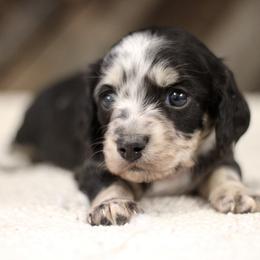 Vanessa - Dapple female Dachshund puppy in Alto, Texas from Prima Dachshunds