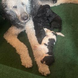 Poodle Puppies from SoFlo Standard Poodles