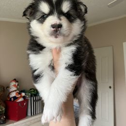 Pomsky Puppies from CNY Pocket Pomskies