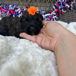 Zara - Black and brindle female Bouvier des Flandres puppy in Buffalo, Missouri from Noble Bouviers