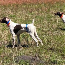 German Shorthaired Pointers from Carolina Gundogs