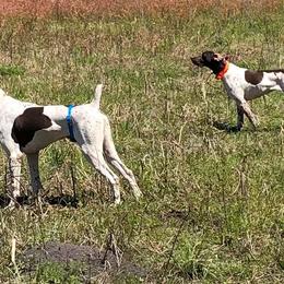 German Shorthaired Pointers from Carolina Gundogs