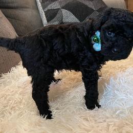 Tank - Black male Poodle puppy in Circleville, Ohio from Toy Poodle Love