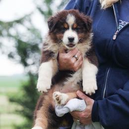 Millie - Black tri-color female Australian Shepherd puppy in Bagley, Iowa from Diamond M Aussies