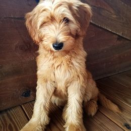Australian Labradoodle Puppies from Cabin Hill Labradoodles